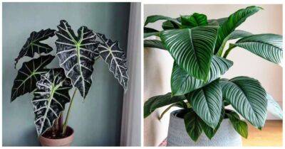 12 лучших комнатных растений с неприлично большими листьями - cpykami.ru