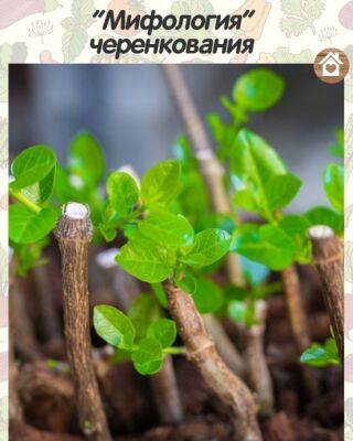 ​"Мифология" черенкования - polsov.com