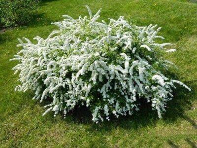 Обрезка спиреи: когда лучше обрезать - polsov.com