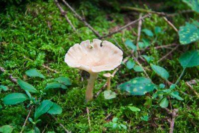 10 признаков ядовитых грибов: советы тем, кто впервые отправился на тихую охоту - belnovosti.by