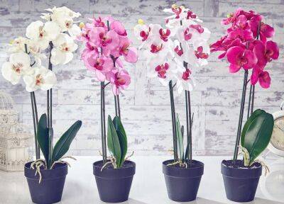 ​Простимулируйте орхидею на обильное цветение - polsov.com