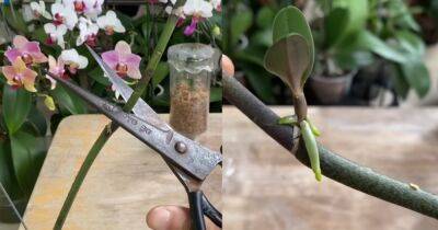 Новая орхидея из цветоноса: выращиваем детку на отцветшей стрелке - cpykami.ru