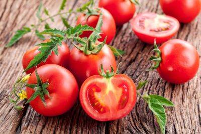 Что можно приготовить из помидоров? - shkolazhizni.ru - Россия - Италия - Чили