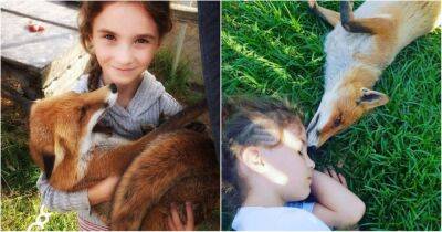 Удивительная история спасения и необычной дружбы, возникшей между 11-летней девочкой и лисой Ферги - cpykami.ru - Австралия