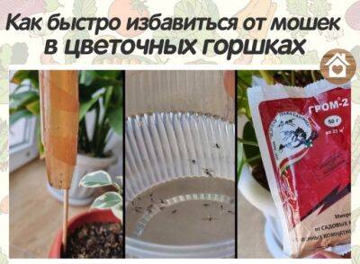 Как быстро избавиться от мошек в цветочных горшках без вреда для растений - polsov.com