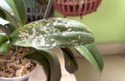 Опытный цветовод раскрыл рецепт эффективного средства, которое защитит орхидеи от насекомых - cpykami.ru