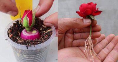 Эффективный способ размножения роз, для которого понадобится головка красного лука - cpykami.ru