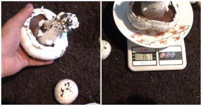 Попробуйте вырастить шампиньоны по 350 гр. каждый гриб. Вкусные, ароматные, крупные шампиньоны - cpykami.ru