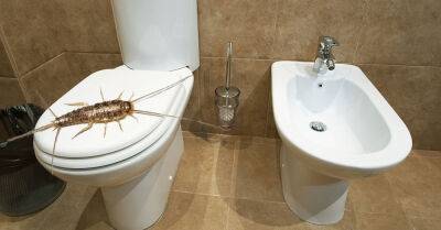 Заметив насекомое в моей ванной, гость с криком выбежал, а я мигом установил ловушку - takprosto.cc