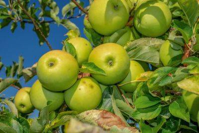 Как испечь яблочную запеканку? - shkolazhizni.ru