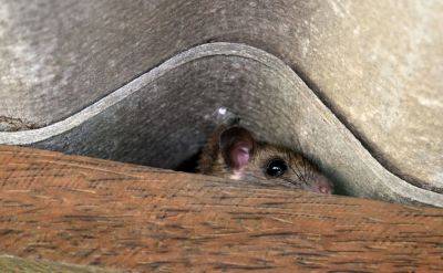 Мыши под полом, в стенах дома, за гипсокартоном: простой способ быстро от них избавиться - nashsovetik.ru