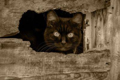 За что не любят чёрную кошку? - shkolazhizni.ru - Россия - Китай - Сша - штат Индиана