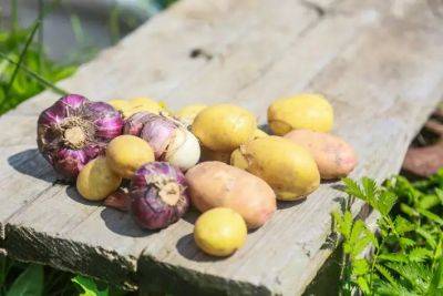 Какой картофель лучше для жарки: обращаем внимание на содержание крахмала - belnovosti.by