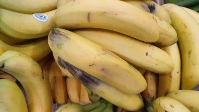 Стоит ли есть есть зелёные бананы: слишком много крахмала - belnovosti.by