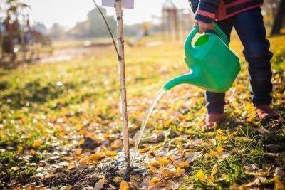 Подзимний полив сада осенью: 5 основных моментов, которые нужно знать - nashsovetik.ru