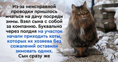 Приехал на дачу посреди зимы и уже через полдня на моём участке собрались коты, которых хозяева бросили там зимовать в одиночестве - takprosto.cc - Россия