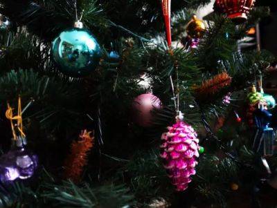 Что сделать с живой ёлкой, чтобы она оставалась более свежей: советы под Новый год - belnovosti.by