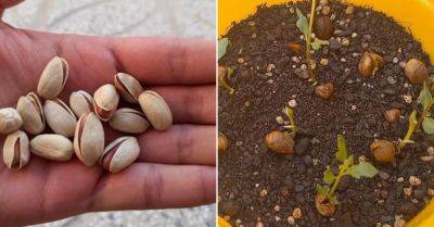 Решила я как-то вырастить фисташки из семян, вот что у меня получилось - takprosto.cc - Турция - Италия - Греция - Испания - Узбекистан - Сирия