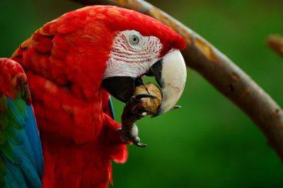 Может ли домашний попугай быть шпионом? Животные как тайные агенты - shkolazhizni.ru