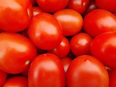Как хранить томатную пасту, чтобы она не заплесневела: трюки, которые спасут продукт – не все знают - belnovosti.by