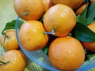Как сделать кислые мандарины сладкими за 30 секунд: секретный способ - belnovosti.by