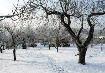 Надо ли утаптывать снег вокруг плодовых деревьев: дачникам на заметку - nashsovetik.ru - Россия