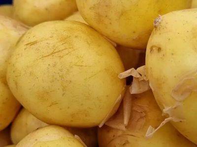 Как применять картофель в быту: неожиданные и полезные способы - belnovosti.by