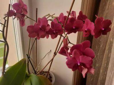 Орхидея не цветет: вот чем полить растение, чтобы оно выпустило цветки - belnovosti.by