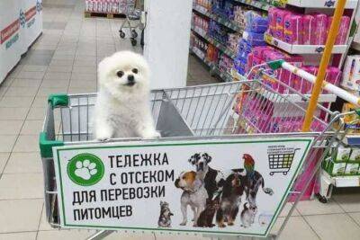 Можно ли посещать магазин с собакой - polsov.com - Россия