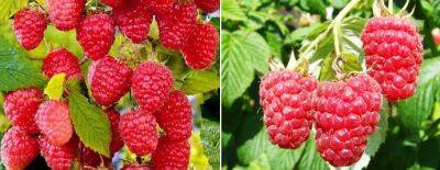 Три секрета, которые позволят приблизить урожай ремонтантной малины - polsov.com