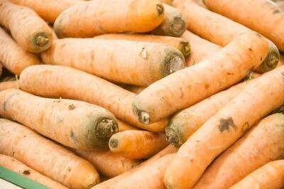 Вот чем нужно присыпать запасы моркови: гниль не тронет плоды до лета - belnovosti.by