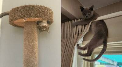 25 доказательств того, что кошки могут бросить вызов гравитации - flytothesky.ru