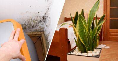 Комнатные растения, «пожирающие» плесень, грибки и конденсат в квартире - takprosto.cc - Россия