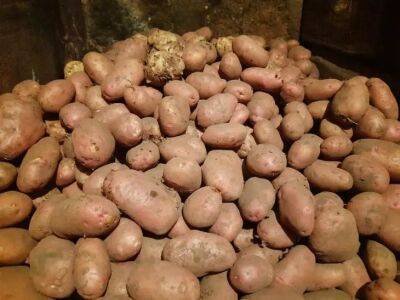 Почему картофель чернеет внутри: дело не только в температуре хранения - belnovosti.by
