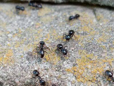 Что делать, если в доме завелись муравьи: народные средства избавления от насекомых - belnovosti.by