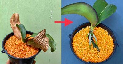 Восстановить орхидею с помощью чечевицы: лучший способ из всех, что я пробовала - cpykami.ru