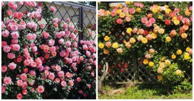 Живая изгородь из роз — решение, которое преобразит сад - cpykami.ru