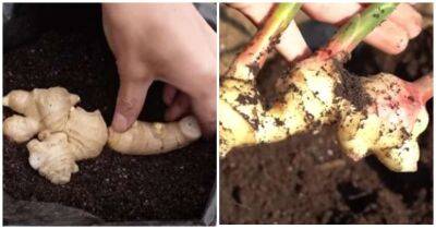 Вырастите имбирь прямо в мешке с землей! Полезно и вкусно - cpykami.ru