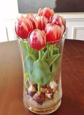 ​Как вырастить тюльпаны к 8 марта - polsov.com