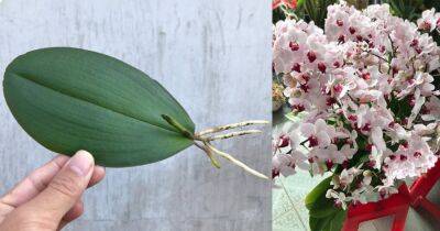 Самый простой способ размножения орхидеи листом, который дает отличные результаты - cpykami.ru