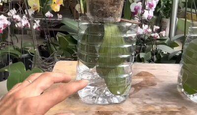 Необычный метод «обратной посадки» поможет за месяц восстановить орхидею с увядшими листьями - cpykami.ru