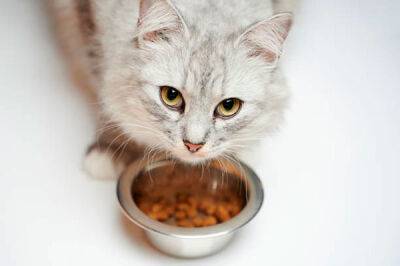 Сухой или влажный корм для кошек, что выбрать? - garmoniazhizni.com