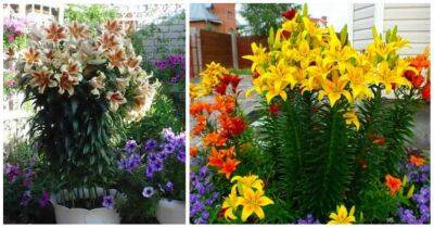 Эти ароматные цветы прекрасное украшение сада. Высокие и яркие лилии - cpykami.ru