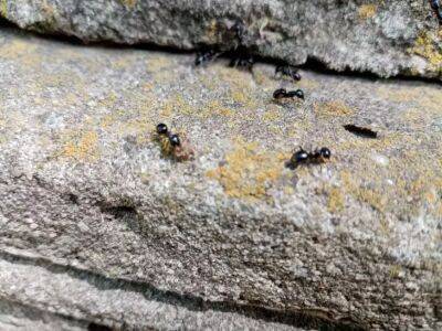 Как защитить дом от нашествия муравьев и других насекомых: под силу каждому - belnovosti.by