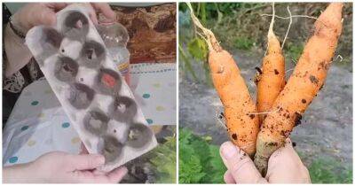 Хитрость для огородников: удобный посев моркови в яичные лотки - cpykami.ru