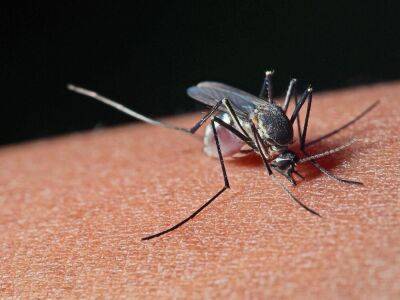 За что ставят памятники комарам и паукам? - shkolazhizni.ru - Россия - Украина - Канада - Словакия