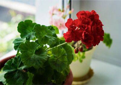 Йод для цветения герани: всего 1 капля и растение будет обильно цвести - nashsovetik.ru