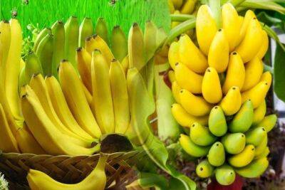 Какие бананы лучше покупать: зеленые, желтые или перезрелые - polsov.com