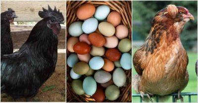 Самые удивительные породы куриц, которые несут уникальные яйца с цветной скорлупой - cpykami.ru