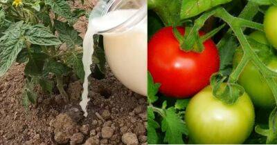 С такими натуральными подкормками урожай овощей увеличится вдвое - cpykami.ru